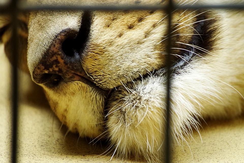 The amount of black pigmentation on lions noses increases as the lions age.